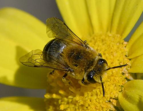 Colletes sp.